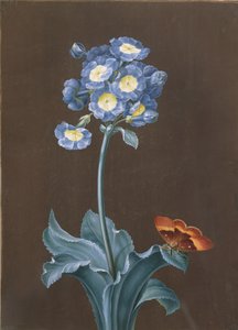 Primula Auricula mit Motte